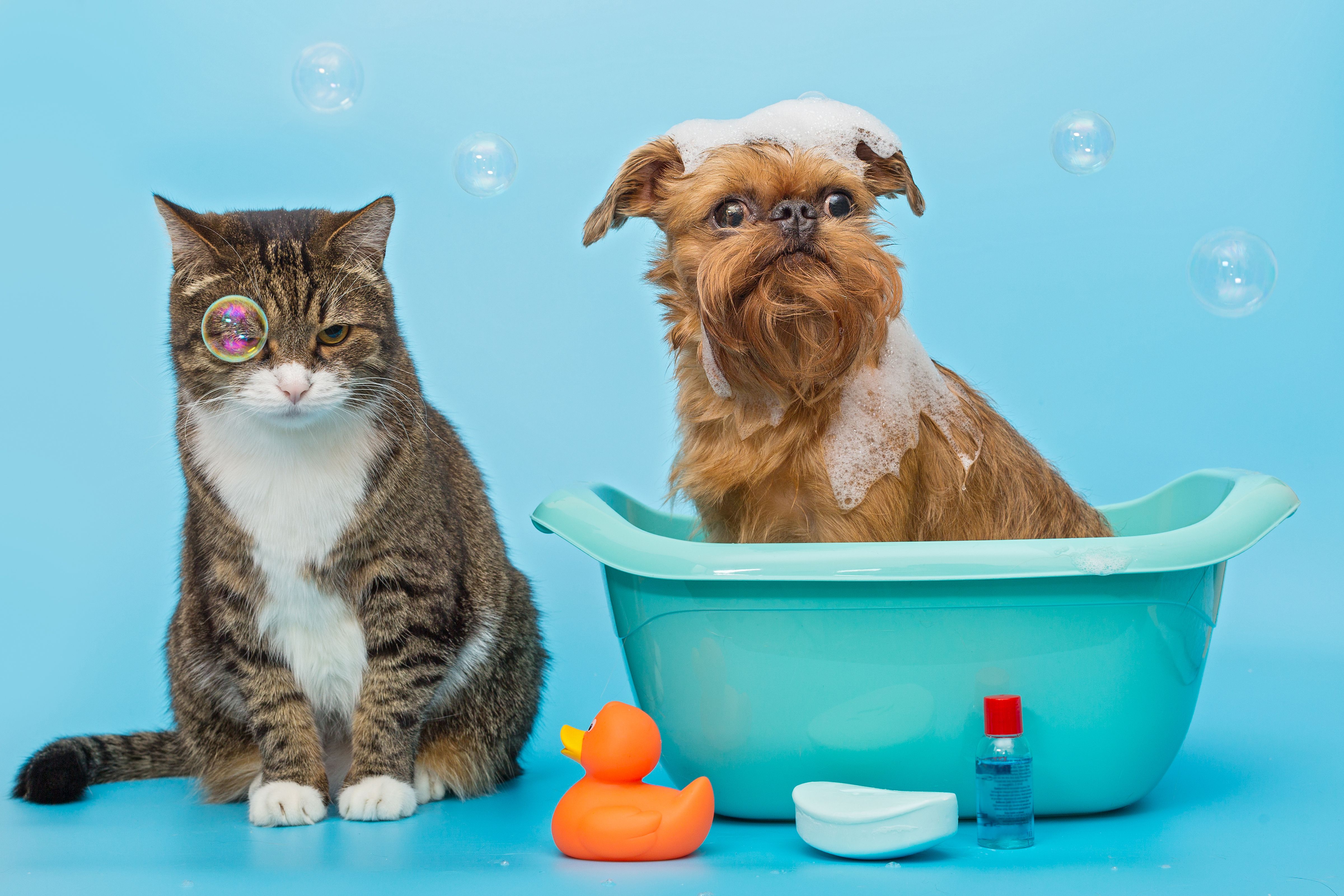 Atendimento na Clínica Veterinária Bandeirantes