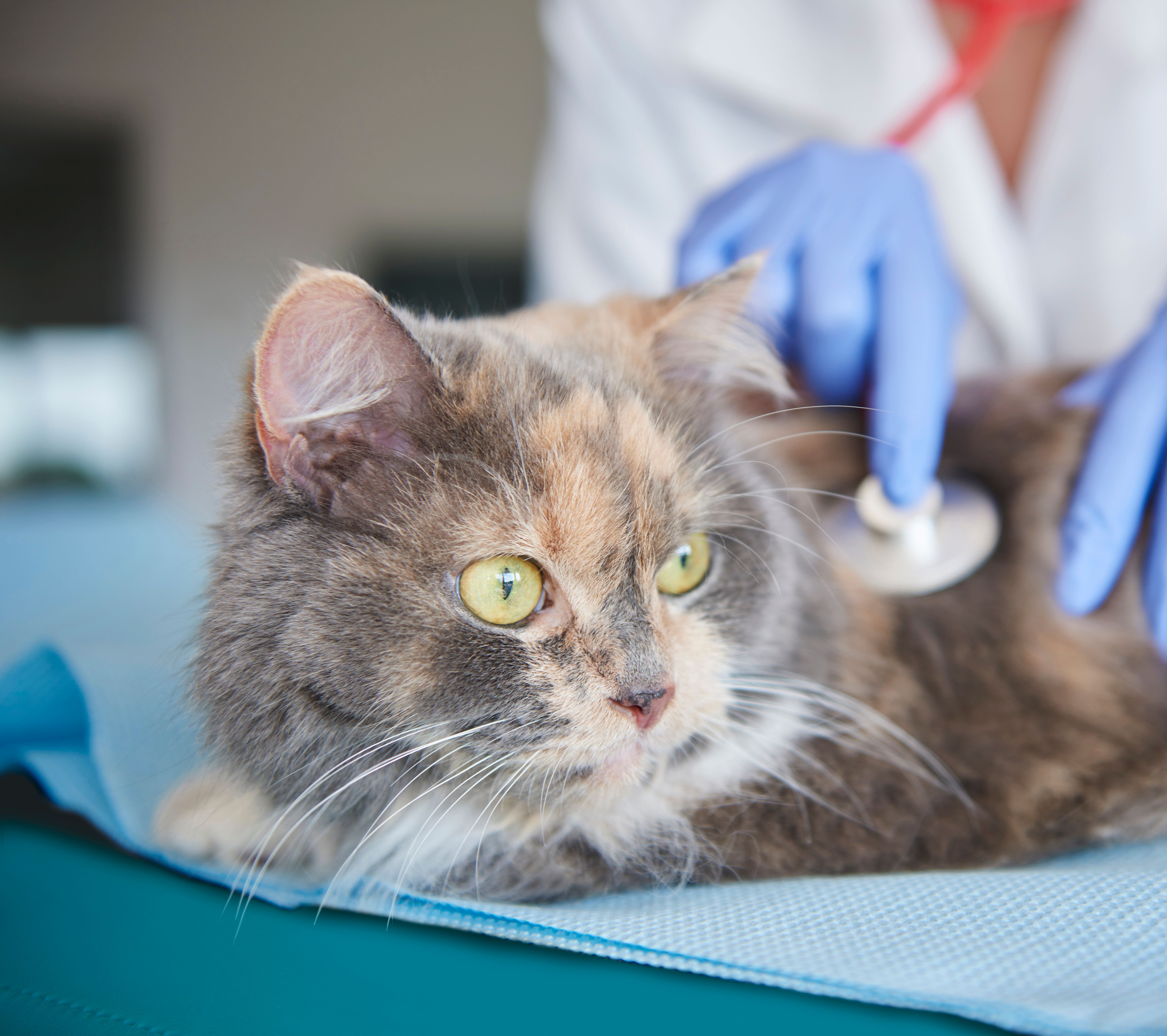 Cuidado com o pet na Clínica Veterinária Bandeirantes