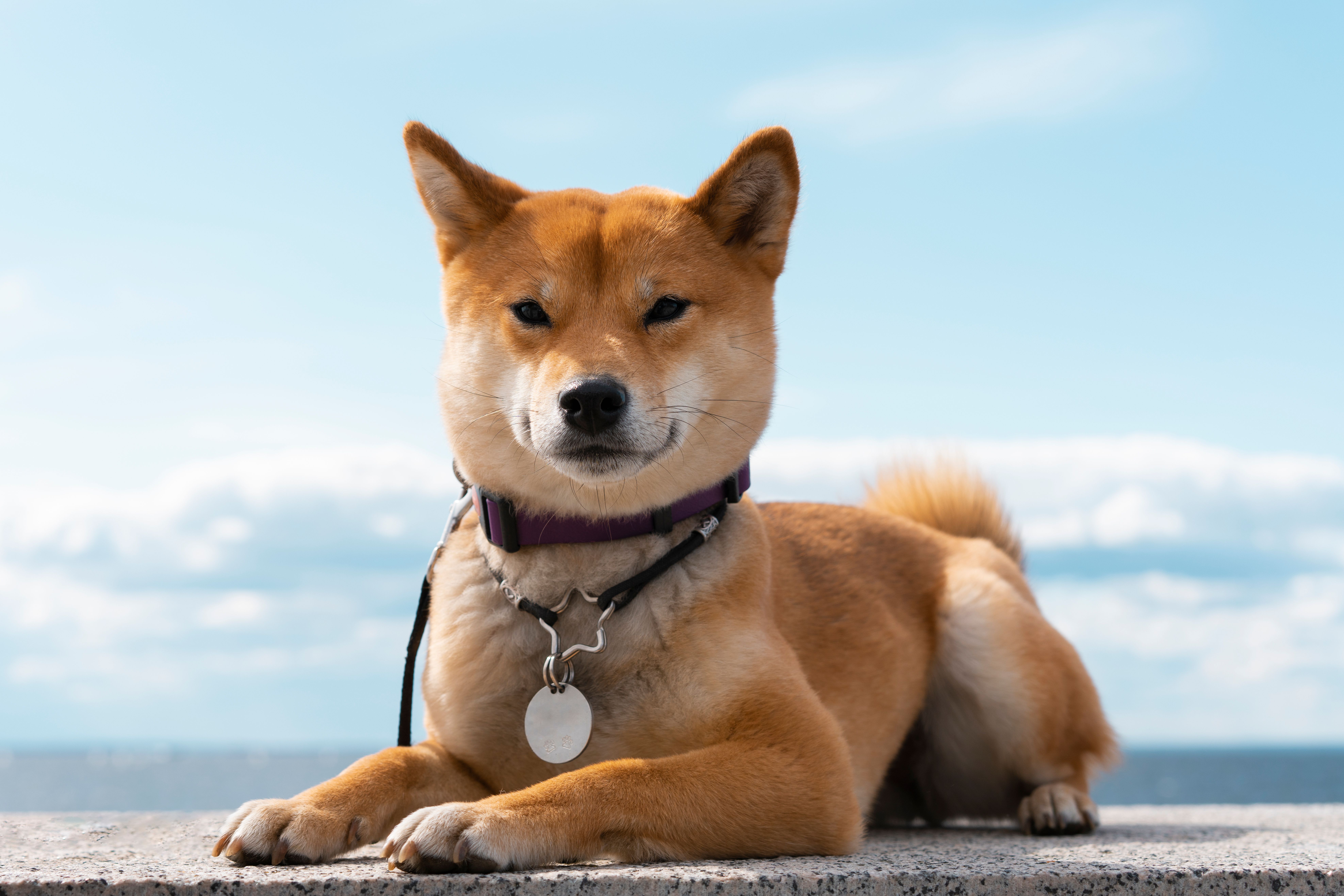 Atendimento na Clínica Veterinária Bandeirantes